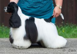 BELLUCHIVILLE TOMMORROW