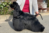 BLACKJACK VEGAS BY  MAZPET