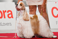 DIRTY DANCING BLACK VICTORIA