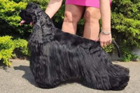 DREAM COME TRUE MAZPET
