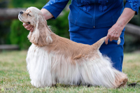 Vegas Joyful Event´s