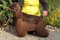 KISS FOR CHOCOLATE VIXNER 