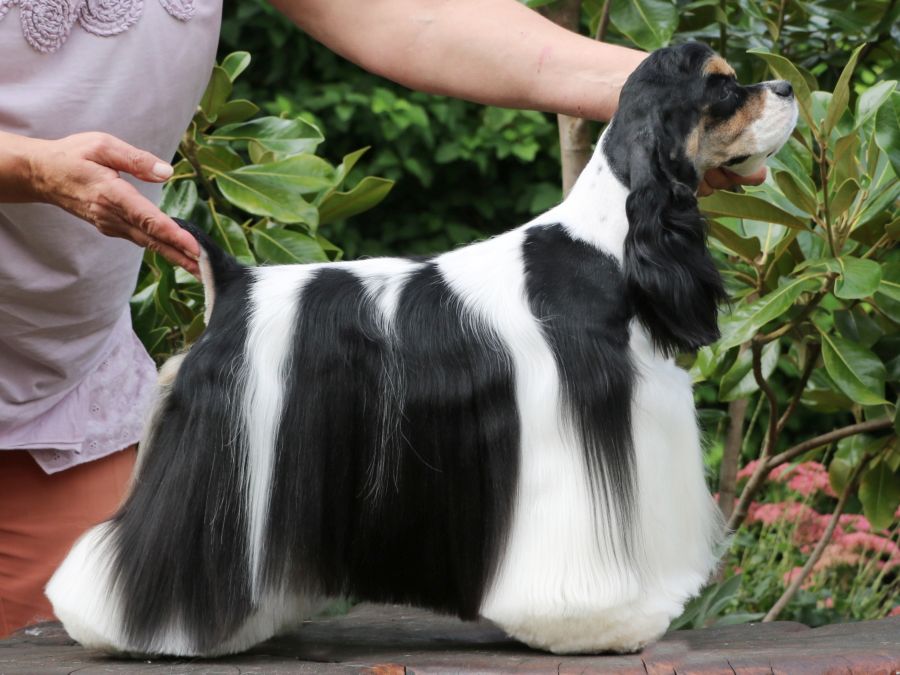 READY FOR YOU BOHEMIA ESTER