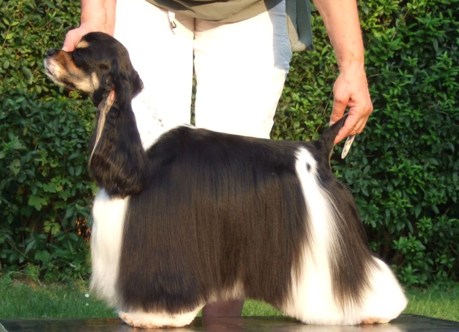 READY FOR YOUR LOVE BOHEMIA ESTER