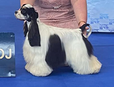 SPECIAL EDITION BOHEMIA ESTER