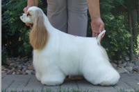  PLEASE DON´T GO BOHEMIA ESTER 