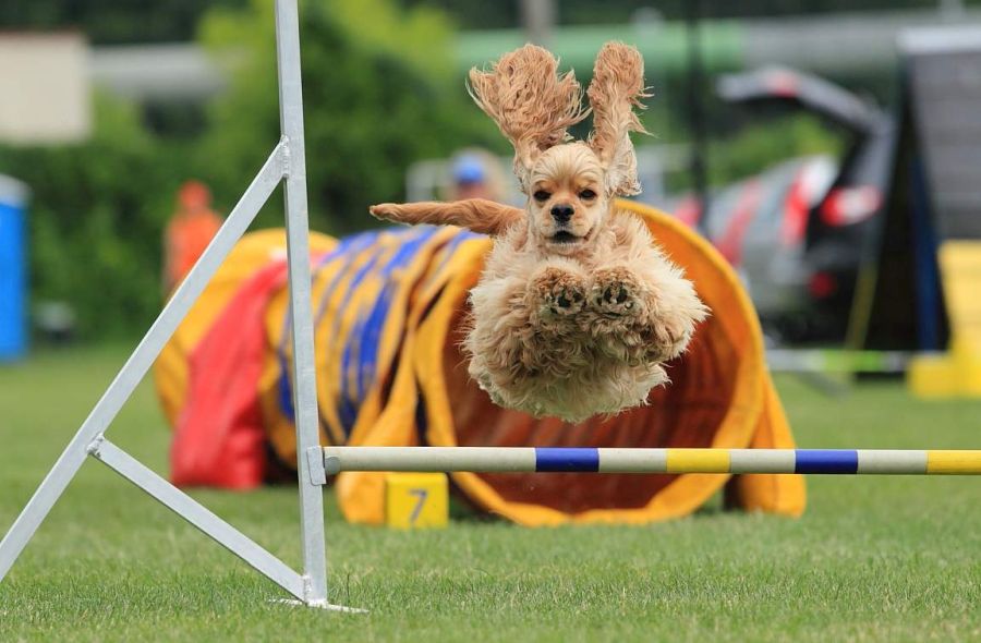 Americký kokr na agility