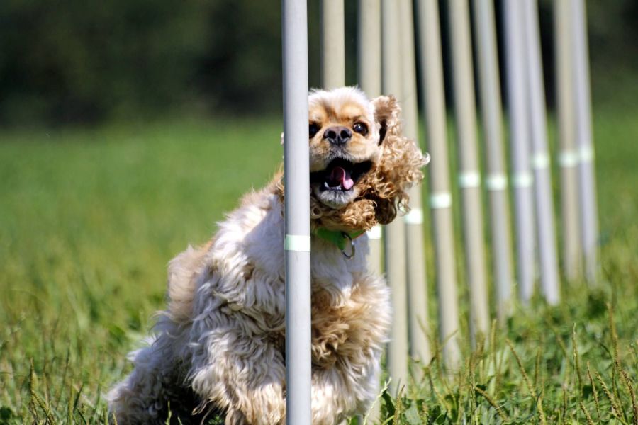 Americký kokr na agility