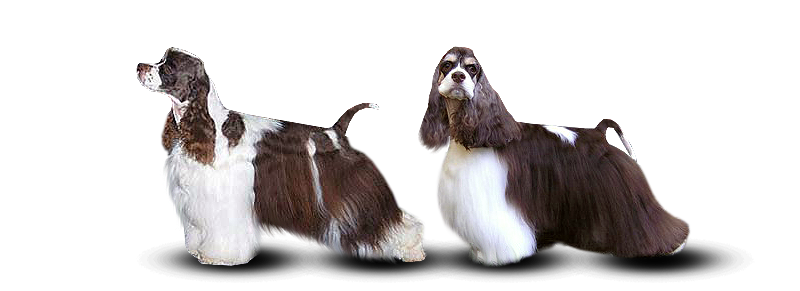 vícebarevní američtí kokršpanělé