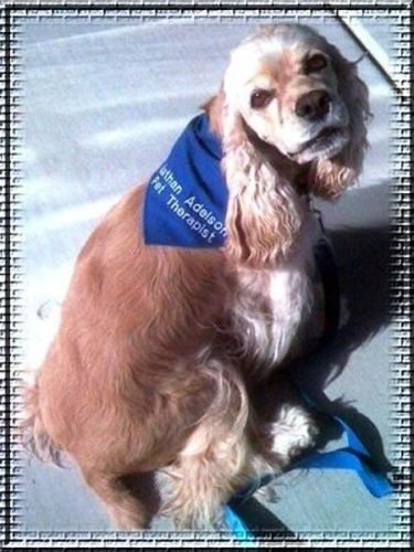 Americký kokr na agility