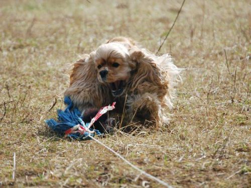 Americký kokr na coursingu