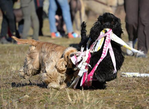 Americký kokr na coursingu