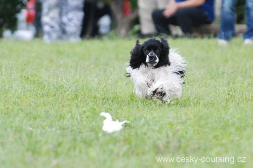 Americký kokr na coursingu
