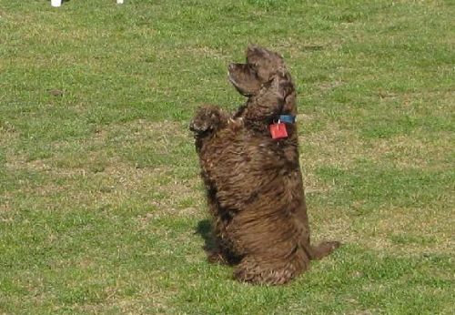 Americký kokr na dogdancing