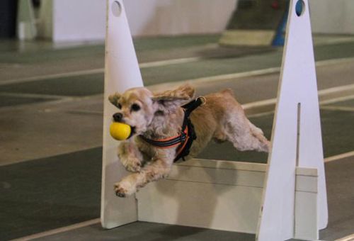 Americký kokr na flyball