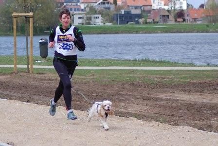 Americký kokr a mushing