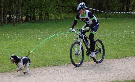 Americký kokr a mushing