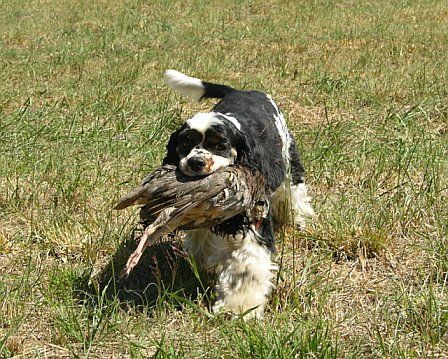 Americký kokr a lovecké využití