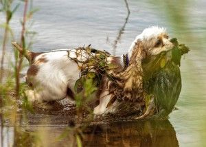 Americký kokr a lovecké využití