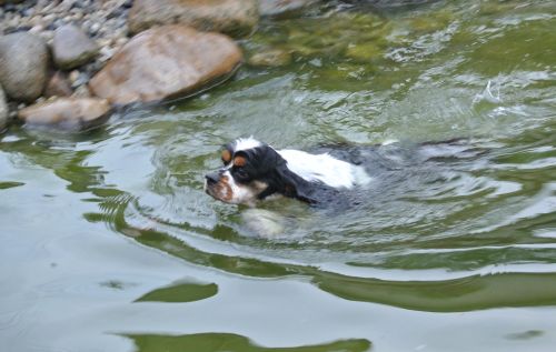 Americký kokr a lovecké využití
