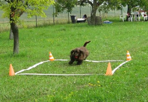 Americký kokr a obedience