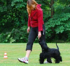 Americký kokr a obedience