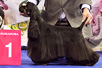 Amerykanka z Zaglebia