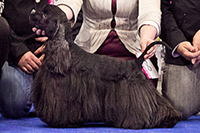 Romeo Black Charming Line 