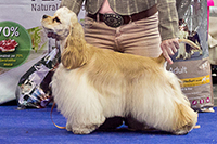 Layton Xai Xai Moser Dog