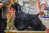 Romeo Black Charming Line 