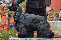 Apollo Diamantová záře 