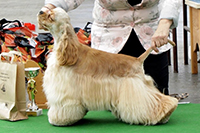 Chess King Bohemia Black Diamond