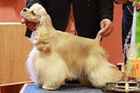 Extreme Blond Charming Line