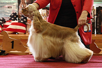 Chess King Bohemia Black Diamond