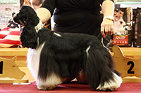  Scotty ze Slovanské Tvrze