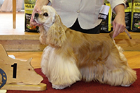 Hope Bohemia Black Diamond