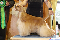 Chess King Bohemia Black Diamond