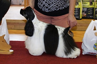 Key To Happies Bohemia Ester