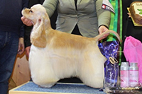 Bel Fast Charming LineE