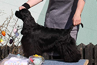 Imagine Bohemia Black Diamond