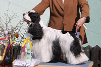 Cage Corragio Bohemian Beauty