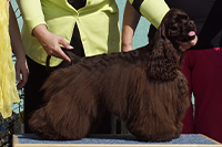 Teddy Tiss ze Slovanské tvrze