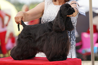 Imagine Bohemia Black Diamond