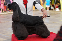 LAYTON YOUR AND MY GENARO