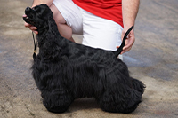 Coco Chanel Charming Line