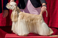 BUBALLOO'S KEY TO YOUR HEART