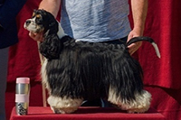 ETIENE AIQNER CHARMING LINE