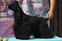 Imagine Bohemia Black Diamond