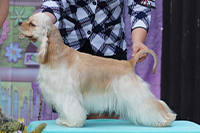 BEAUTIFUL LIL ́DREAM MAZPET 