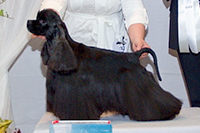 CH. Blackjack Vegas By Mazpet